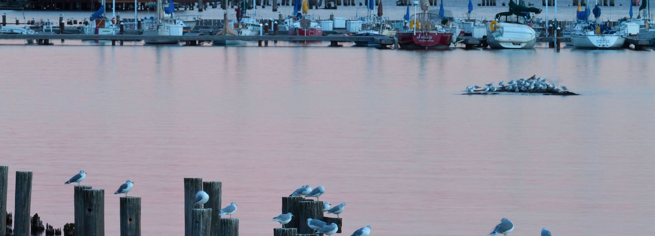 A marina with boats, wooden posts, and seagulls.