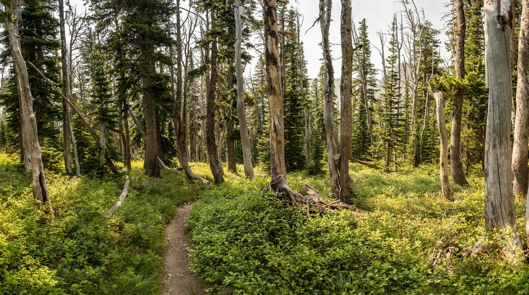 Panorama of Trail Heading Through Thin Forest Of Glacier