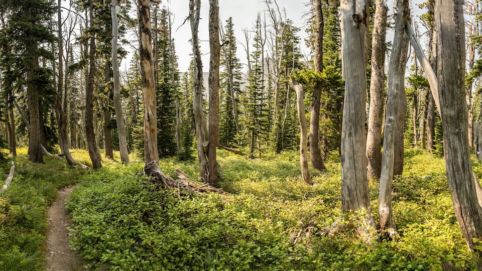 A forest with tall, dead trees and a dirt path.