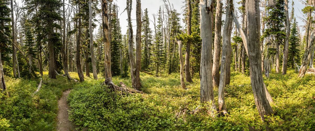 A forest with tall, dead trees and a dirt path.