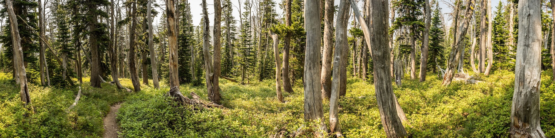 A forest with tall, dead trees and a dirt path.