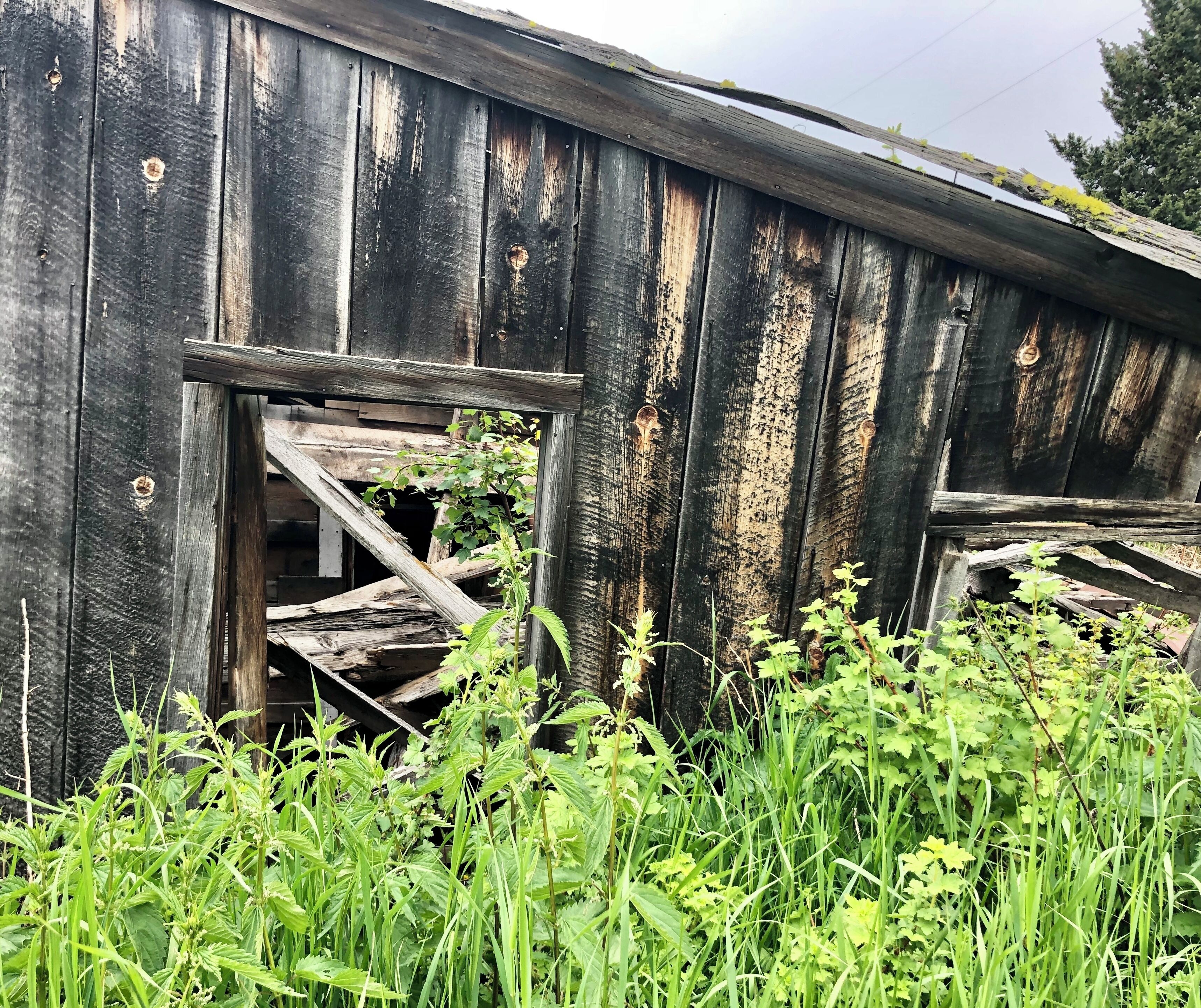 Just a bit of a weed problem!   They are almost as tall as this building which makes for a nice contrast.  