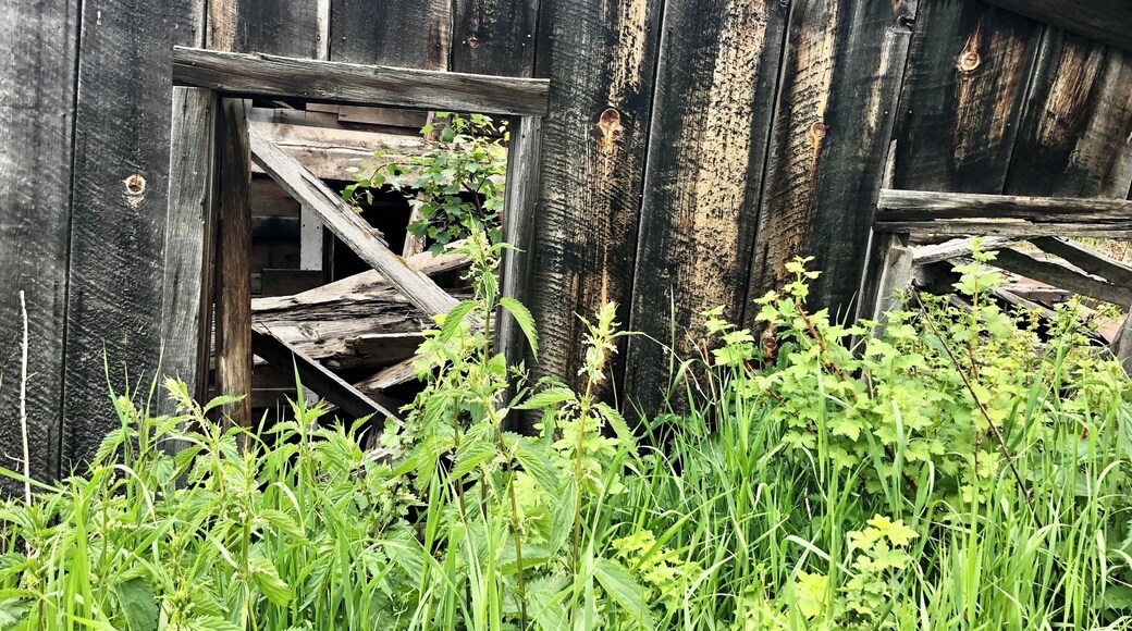 Just a bit of a weed problem! They are almost as tall as this building which makes for a nice contrast.