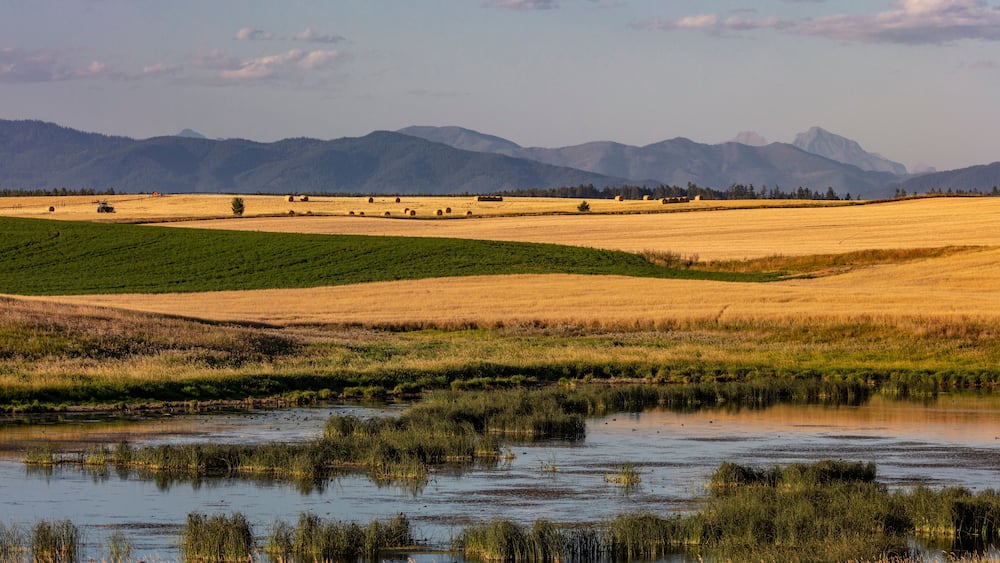Wetlands provide critical bird habitat in the Flathead Valley, Montana, USA