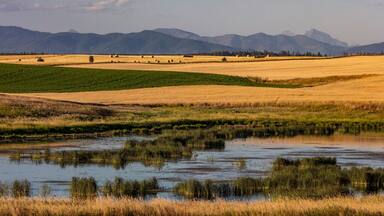 Wetlands provide critical bird habitat in the Flathead Valley, Montana, USA
