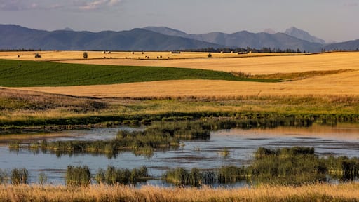 Wetlands provide critical bird habitat in the Flathead Valley, Montana, USA