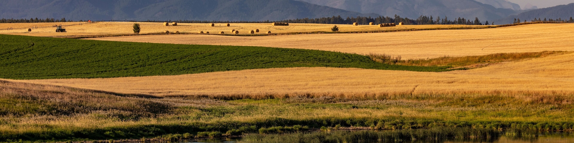 Wetlands provide critical bird habitat in the Flathead Valley, Montana, USA