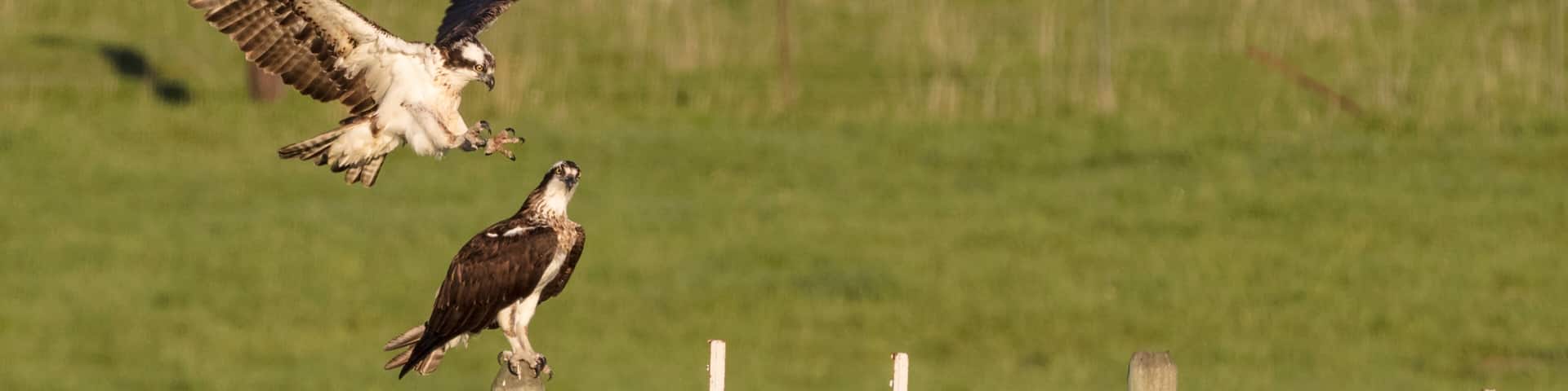 Breeding pair of osprey interact on fencepost in Rollins, Montana, USA