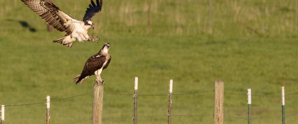 An osprey in flight over a grassy field with a barbed wire fence in the foreground.