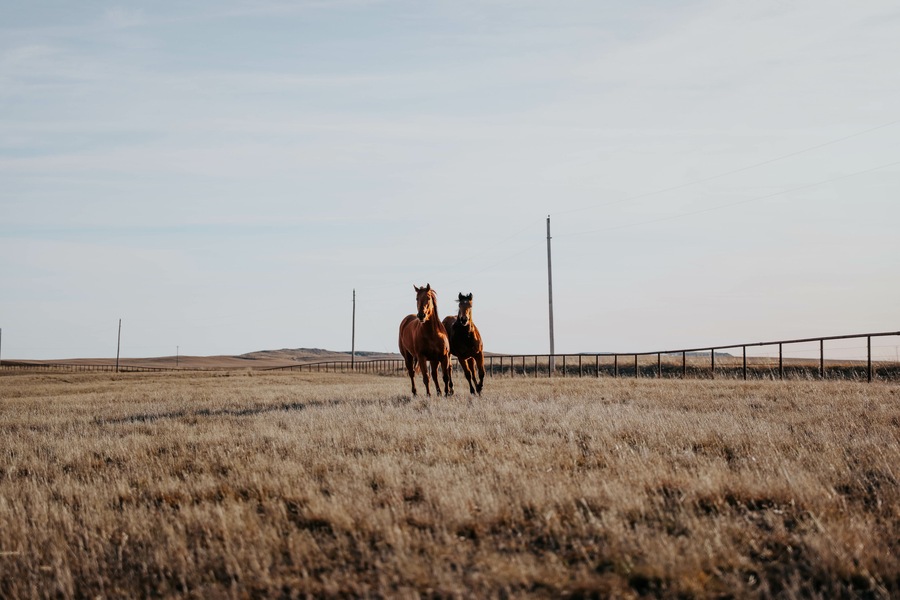Majestic Horses Running wild and free