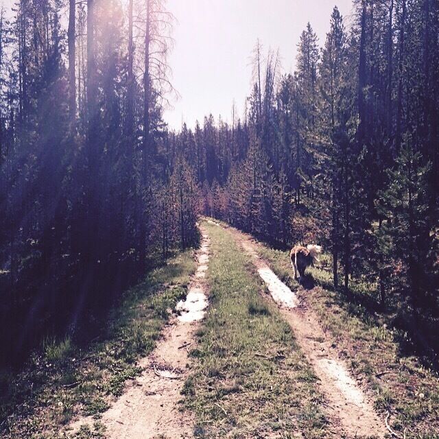 Nothing better than wandering down a forested road with your dog. 
