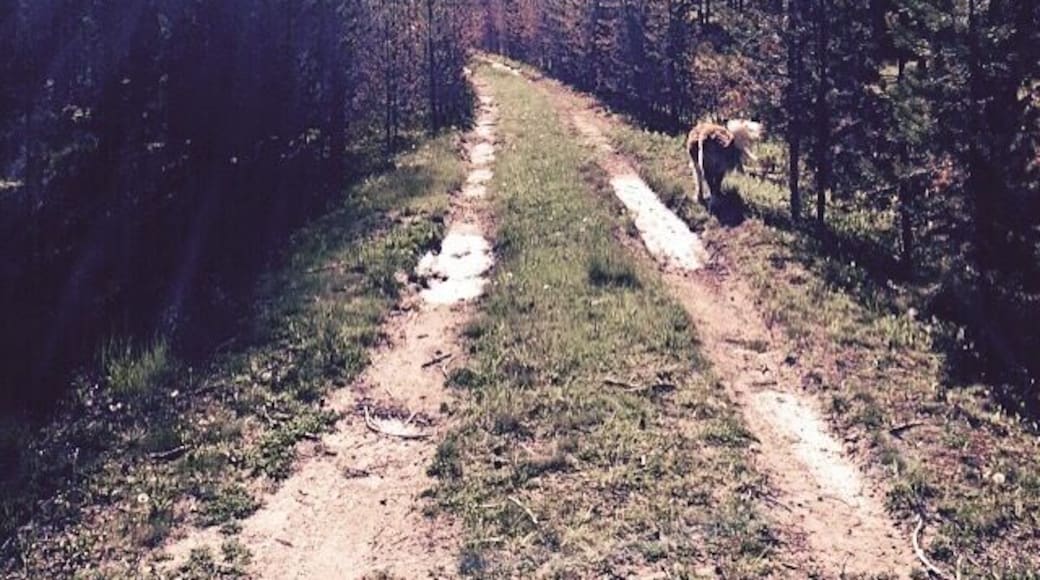 Nothing better than wandering down a forested road with your dog.