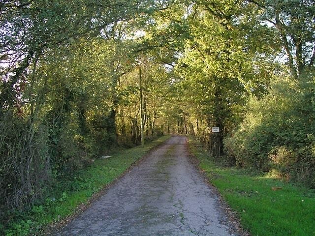 Uma estrada rural estreita e sem pavimentação, ladeada por árvores e muita vegetação.