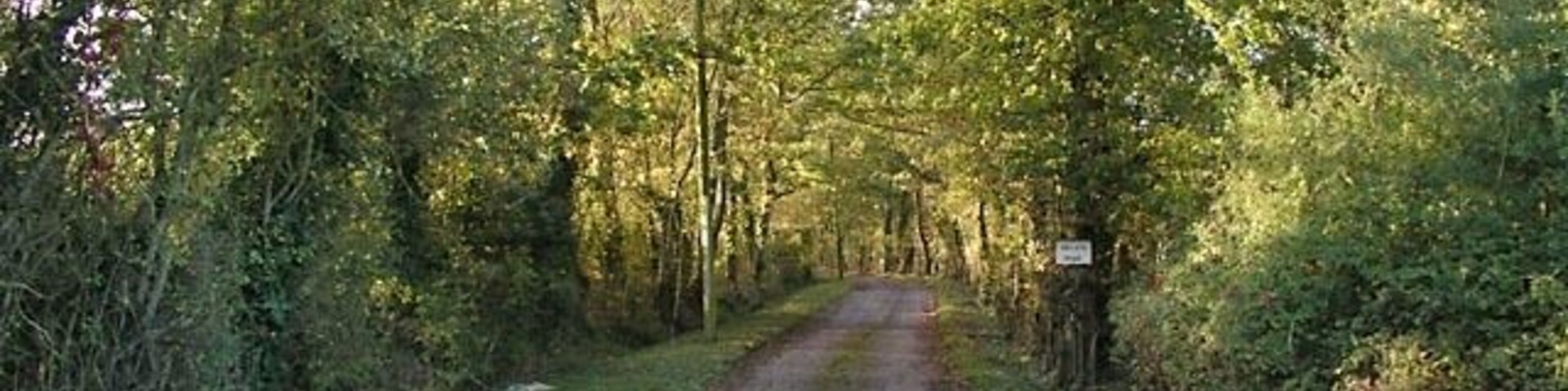 Uma estrada rural estreita e sem pavimentação, ladeada por árvores e muita vegetação.