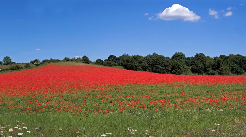 The Worcestershire Wildlife Trust poppy (Papaver rhoeas) dominated fallow field between Bewdley and Stourport, part of the Devil's Spittleful & Rifle Range and Blackstone Farm Fields Nature Reserve, Worcestershire, England