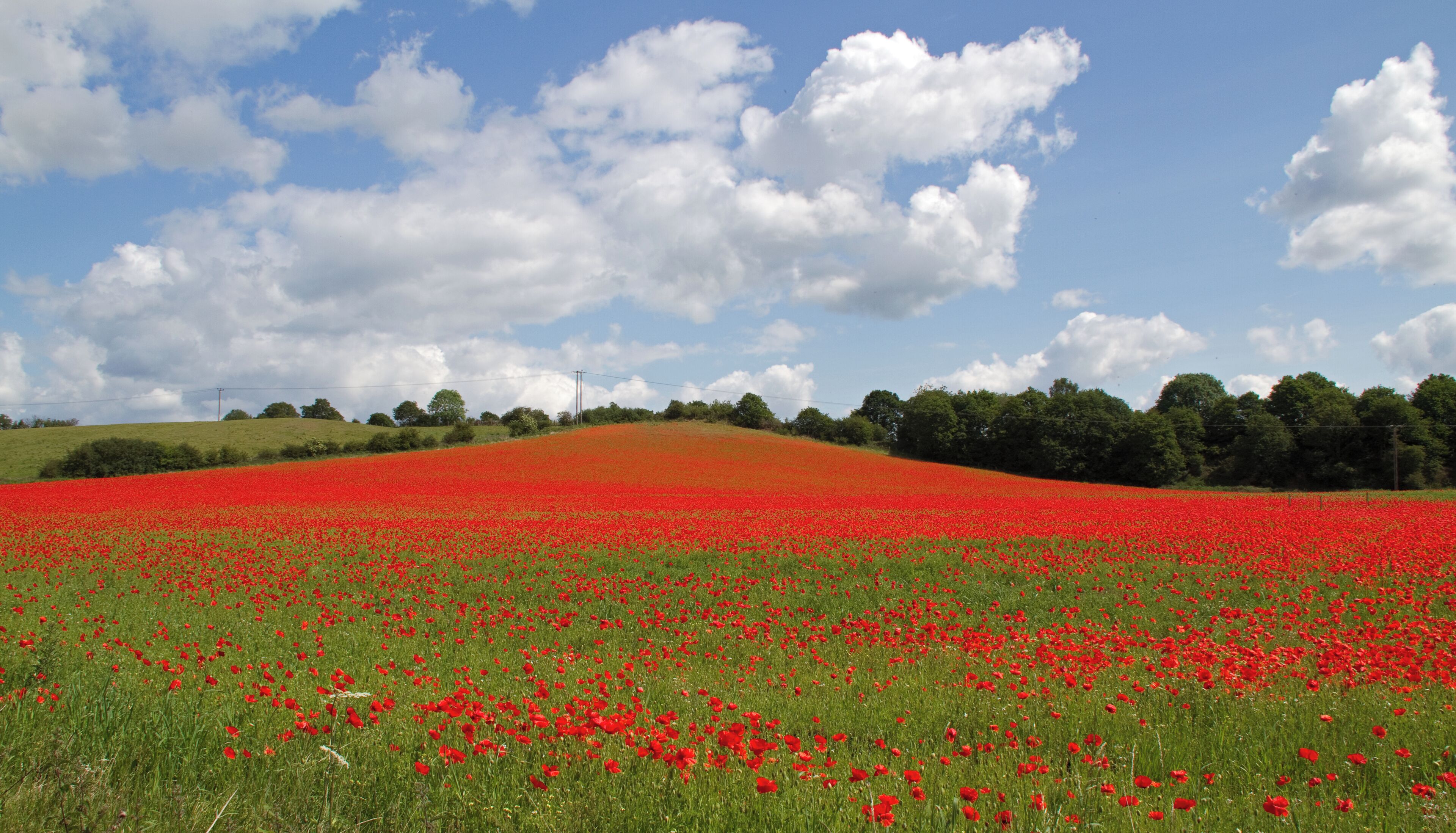 The Worcestershire Wildlife Trust poppy (Papaver rhoeas) dominated fallow field between Bewdley and Stourport, part of the Devil's Spittleful & Rifle Range and Blackstone Farm Fields Nature Reserve, Worcestershire, England
