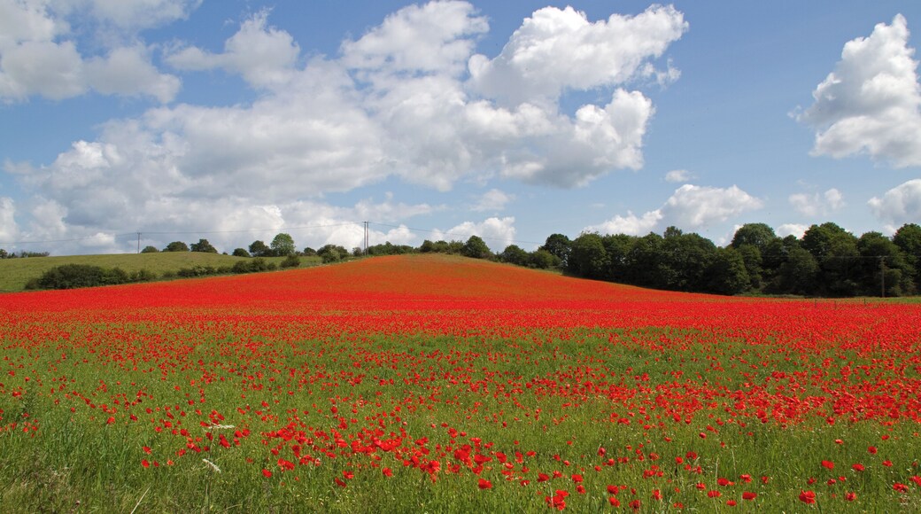 The Worcestershire Wildlife Trust poppy (Papaver rhoeas) dominated fallow field between Bewdley and Stourport, part of the Devil's Spittleful & Rifle Range and Blackstone Farm Fields Nature Reserve, Worcestershire, England