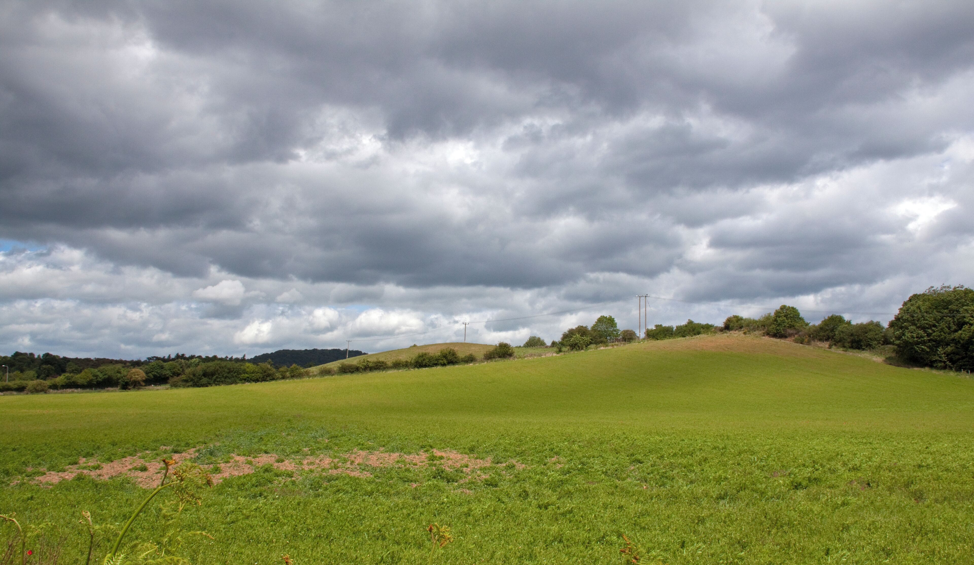 The Worcestershire Wildlife Trust fallow field between Bewdley and Stourport, part of the Devil's Spittleful & Rifle Range and Blackstone Farm Fields Nature Reserve, Worcestershire, England – In a week or two this field will be red, completely full of corn poppies (Papaver rhoeas).