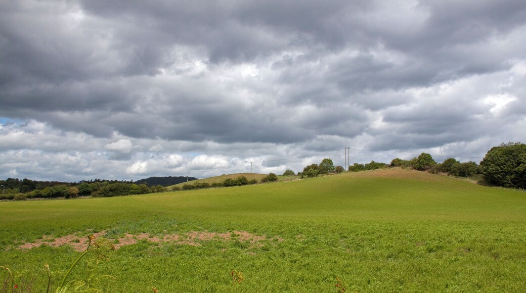 The Worcestershire Wildlife Trust fallow field between Bewdley and Stourport, part of the Devil's Spittleful & Rifle Range and Blackstone Farm Fields Nature Reserve, Worcestershire, England – In a week or two this field will be red, completely full of corn poppies (Papaver rhoeas).