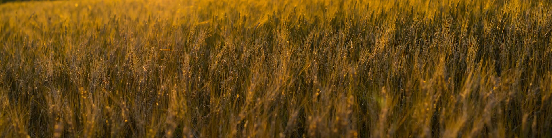 Wheat fields in rural Nebraska