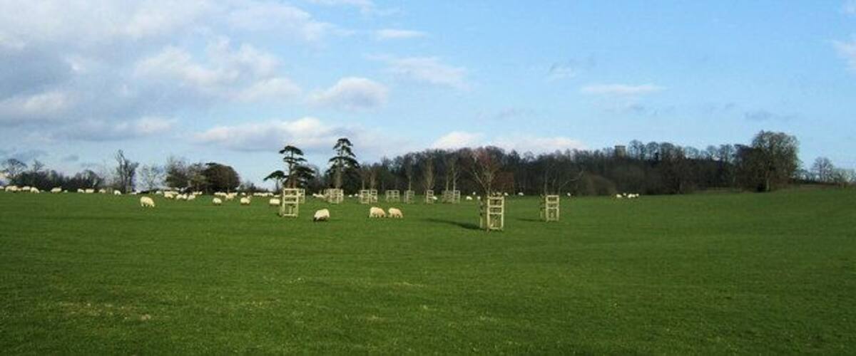 A green field with sheep and wooden structures.