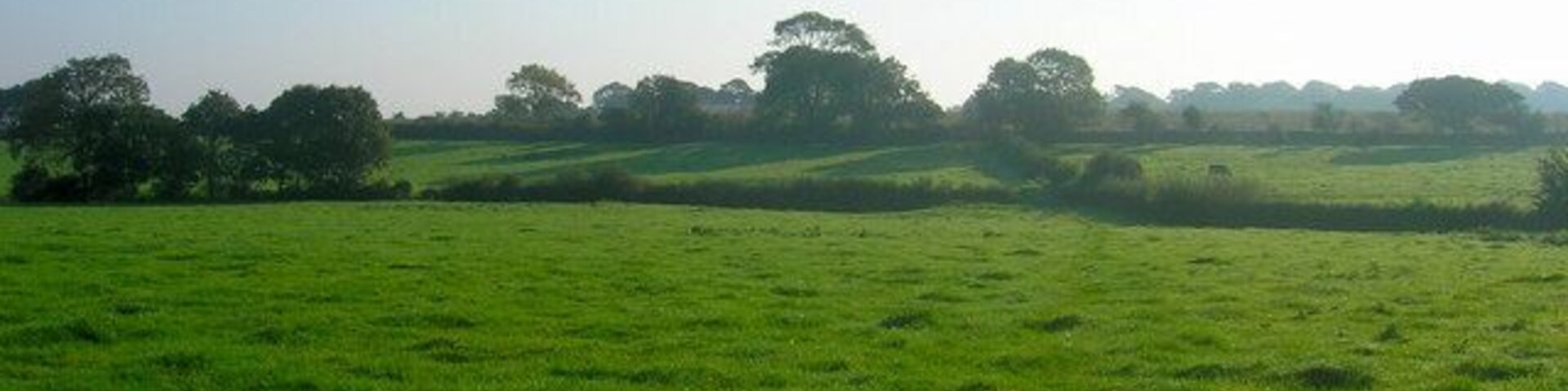 Um campo verde com árvores ao fundo.