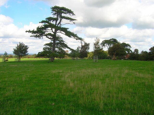 Scots Pine, Firle Park Near to Heighton Street and viewed from the footpath that crosses the park to Firle village.