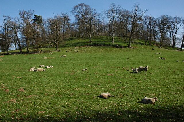 Sheep and lambs at Bromesberrow Sheep and lambs in a field opposite Bromesberrow church.