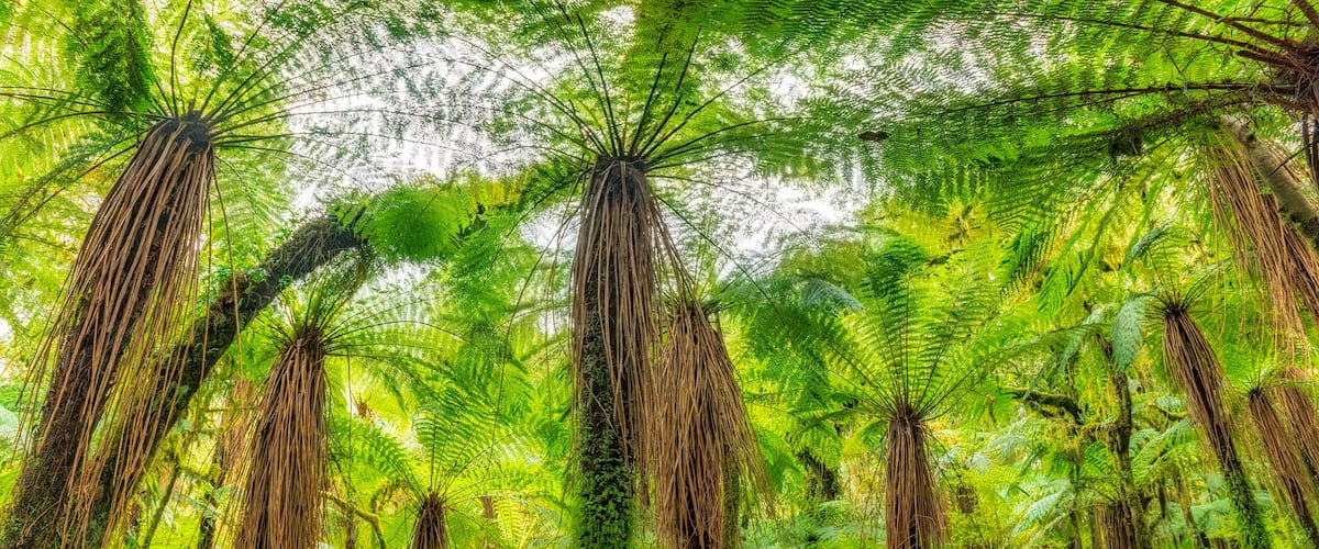 Tree ferns at Roaring Billy Falls Walk, South Island, New Zealand