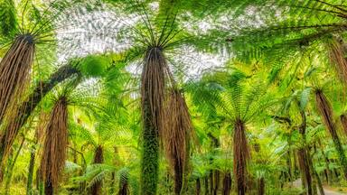 Tree ferns at Roaring Billy Falls Walk, South Island, New Zealand