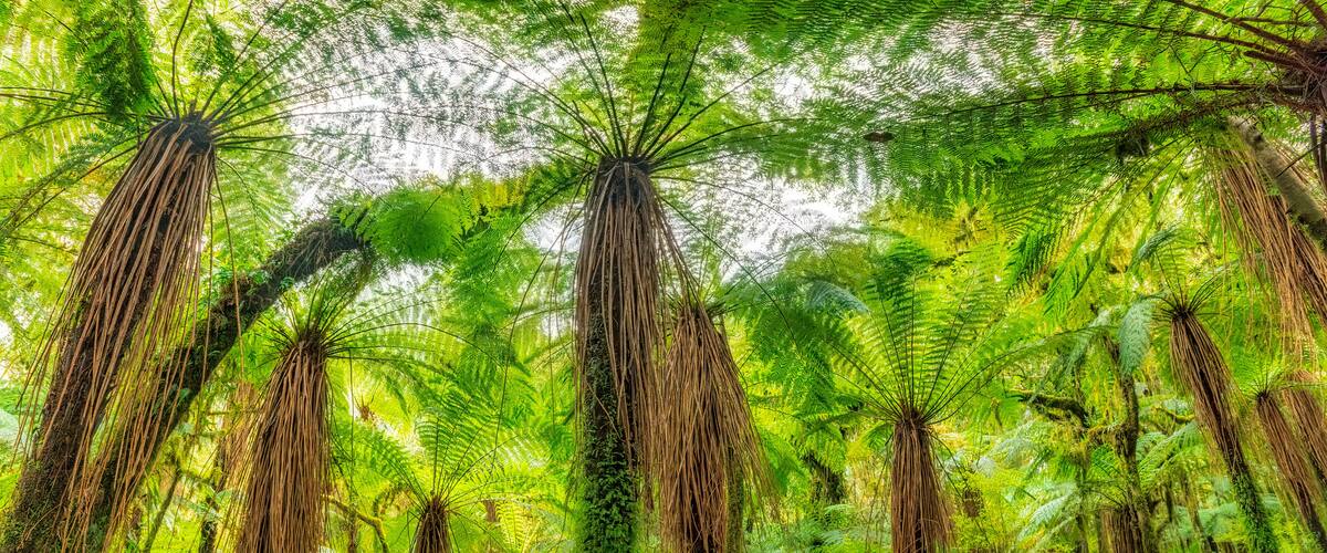 A dense forest with tall trees and lush green ferns.