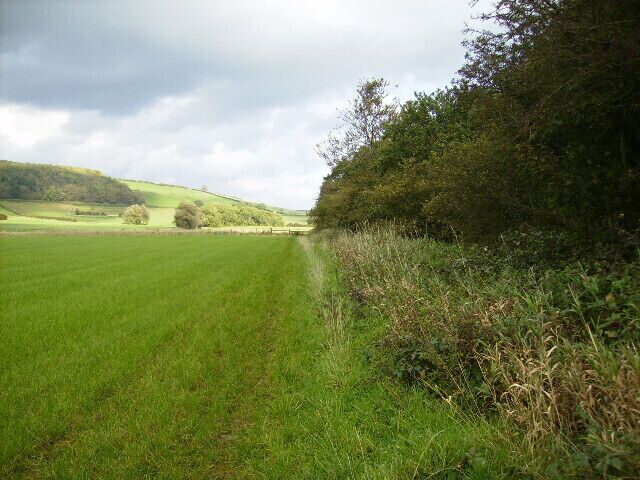 Field boundary alongside Stittenham Wood
