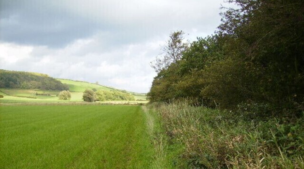 Field boundary alongside Stittenham Wood