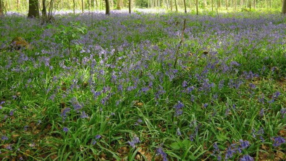 A forest with a carpet of purple flowers and green foliage.