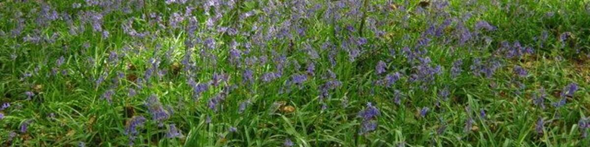 Ein Wald mit einem Teppich aus violetten Blumen und grünem Laub.