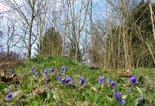 The nodding violet grows In Lorenden Park, Painters Forstal.