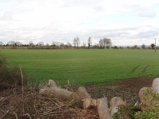 That was a tree that was This had been a large tree at the Woodperry road junction. View from standing on the cut tree stump, into wheatfield.