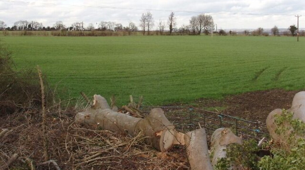 That was a tree that was This had been a large tree at the Woodperry road junction. View from standing on the cut tree stump, into wheatfield.