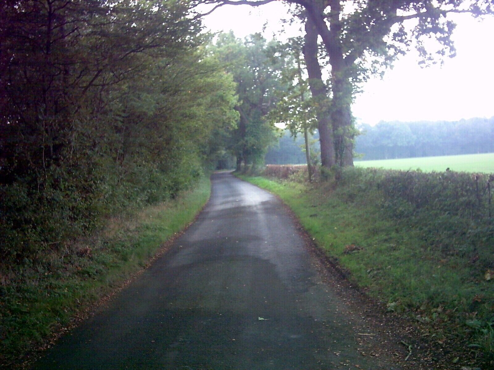 A narrow, wet road flanked by dense trees and fields.