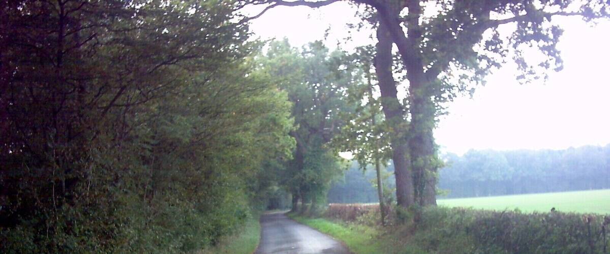 A narrow, wet road flanked by dense trees and fields.