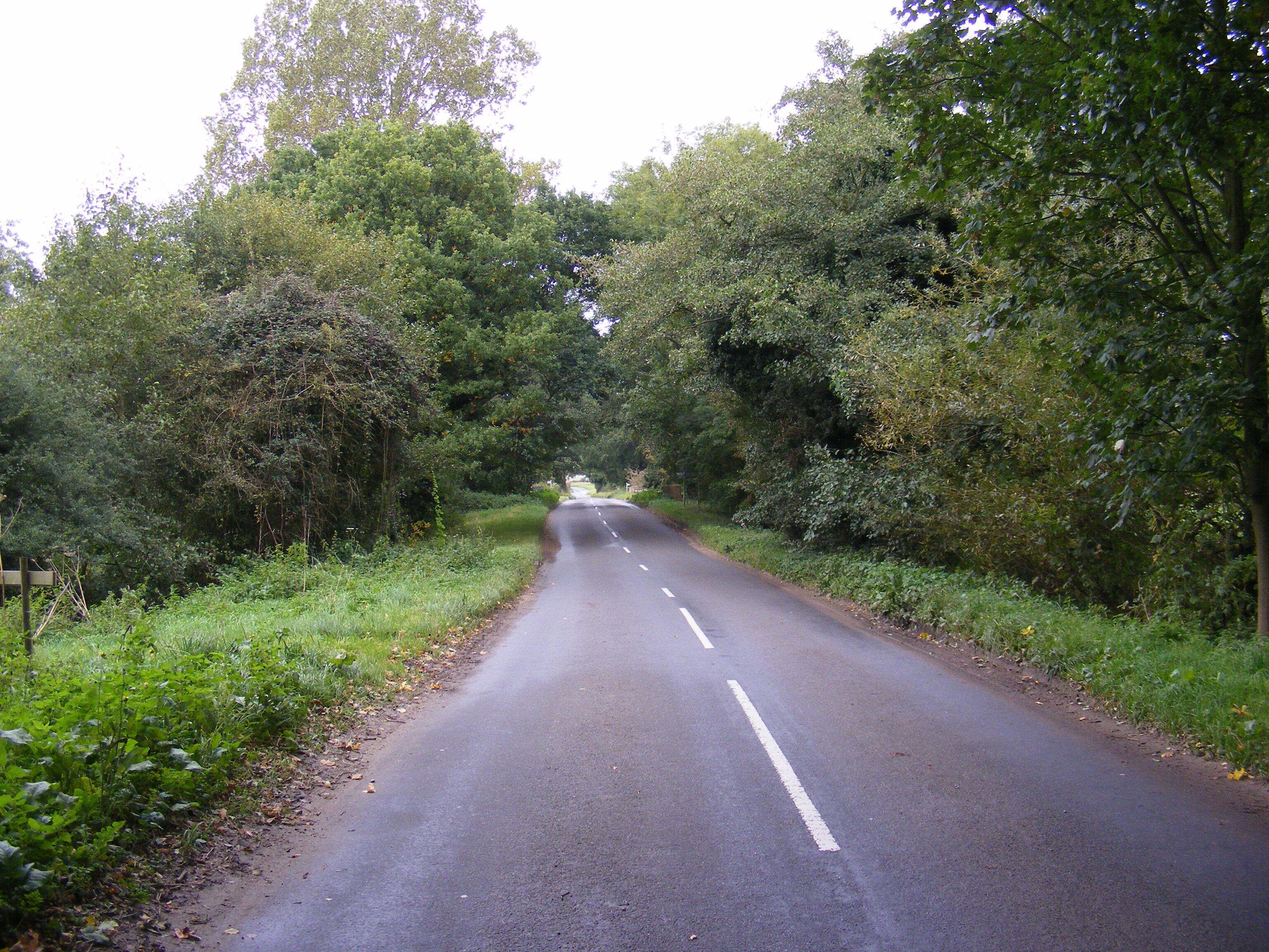 A rural road surrounded by dense greenery and trees.