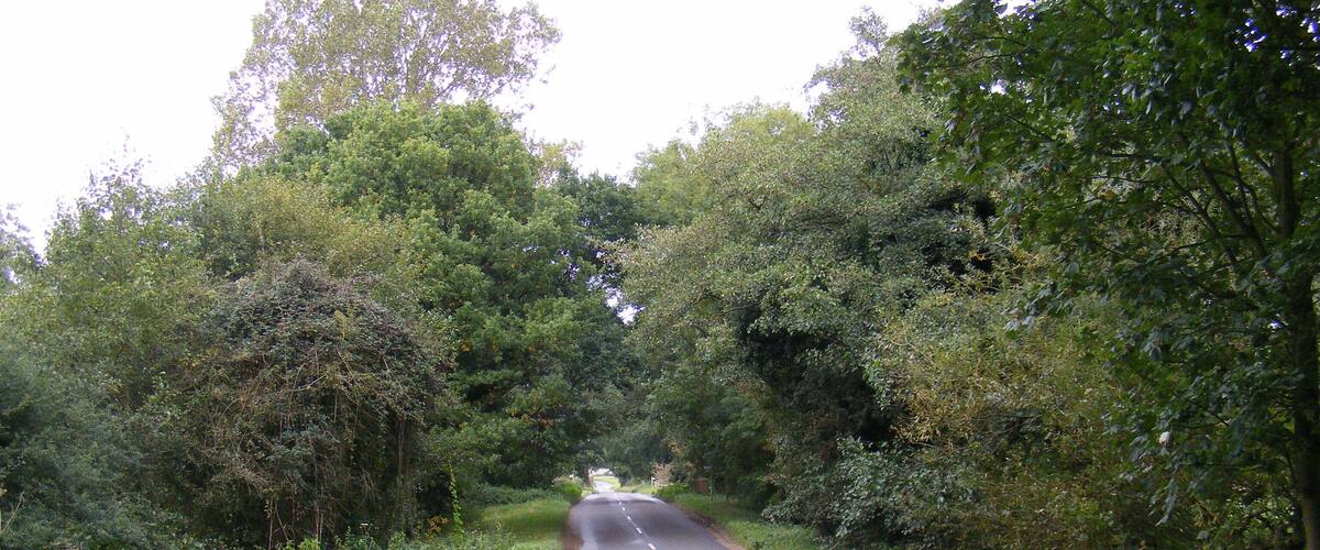 A rural road surrounded by dense greenery and trees.