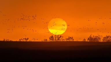 MARCH 8, 2017 - Grand Island, Nebraska -PLATTE RIVER, UNITED STATES Migratory water fowl and Sandhill Cranes are on their spring migration from Texas and Mexico, north to Canada, Alaska, and Siberia.