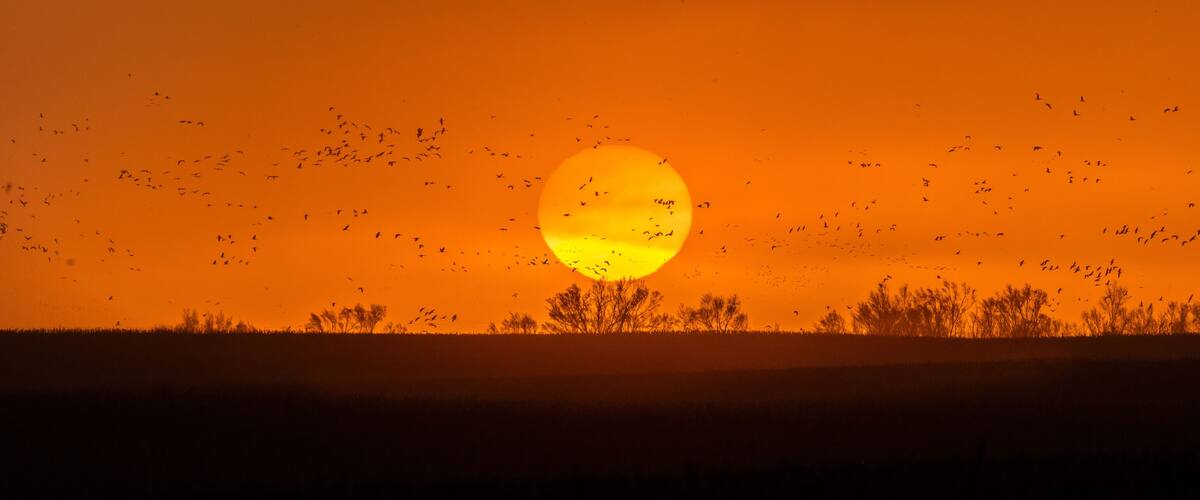 A sunset over a field with silhouettes of trees and birds flying in the sky.