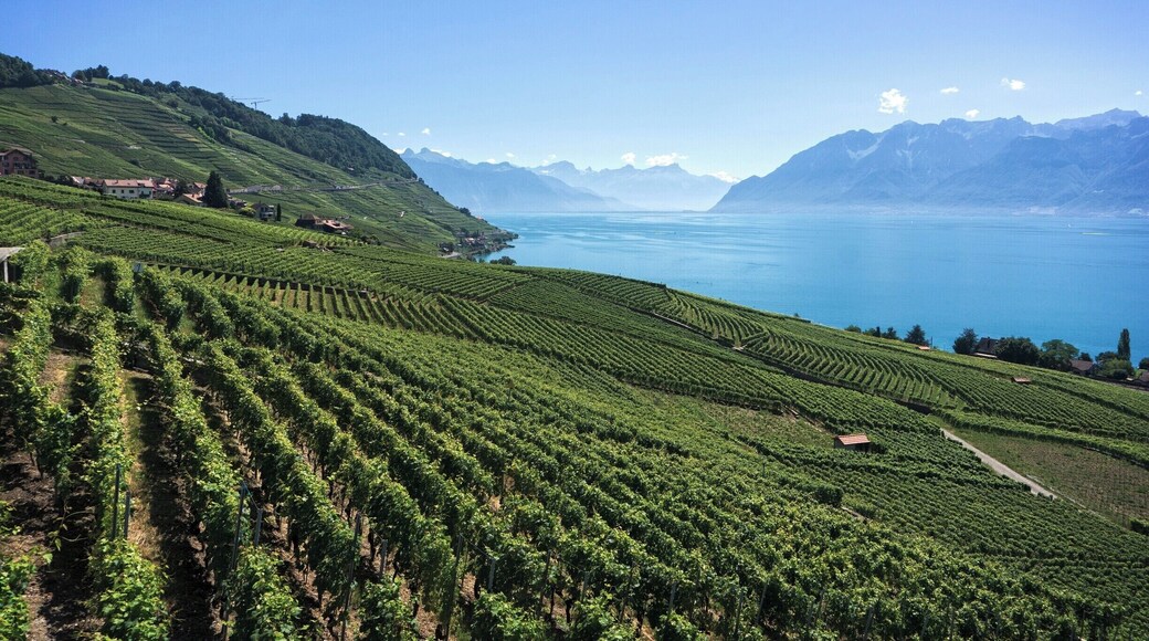 Taking a day out from the mountains, we decided to take a drive around Lake Geneva and encountered the stunning Lavaux Vineyards on the Northern side of the lake.