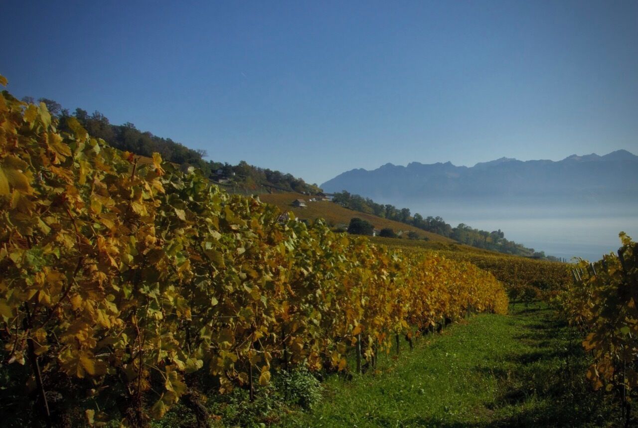 Vineyards displaying there best fall foliage to the mountains and the lake in beautiful Lavaux
#LifeatExpediaGroup