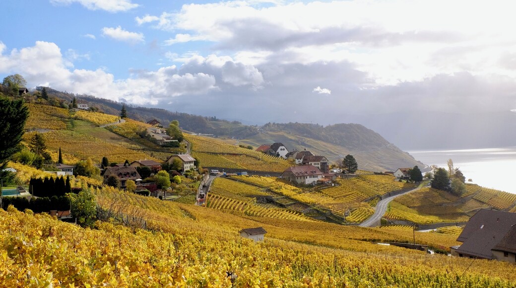 I love walking through the Lavaux vineyards, just east of Lausanne. There is always something nice to see, and the view on the Lac Léman is just sublime. Add in the fall colours, and I fall in love all over again with this amazing place!
#Golden
