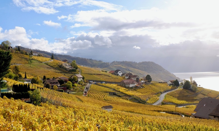 I love walking through the Lavaux vineyards, just east of Lausanne. There is always something nice to see, and the view on the Lac Léman is just sublime. Add in the fall colours, and I fall in love all over again with this amazing place!
#Golden
