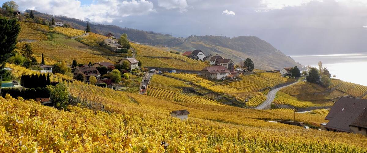 A vineyard with rows of grapevines, houses, and a winding road.