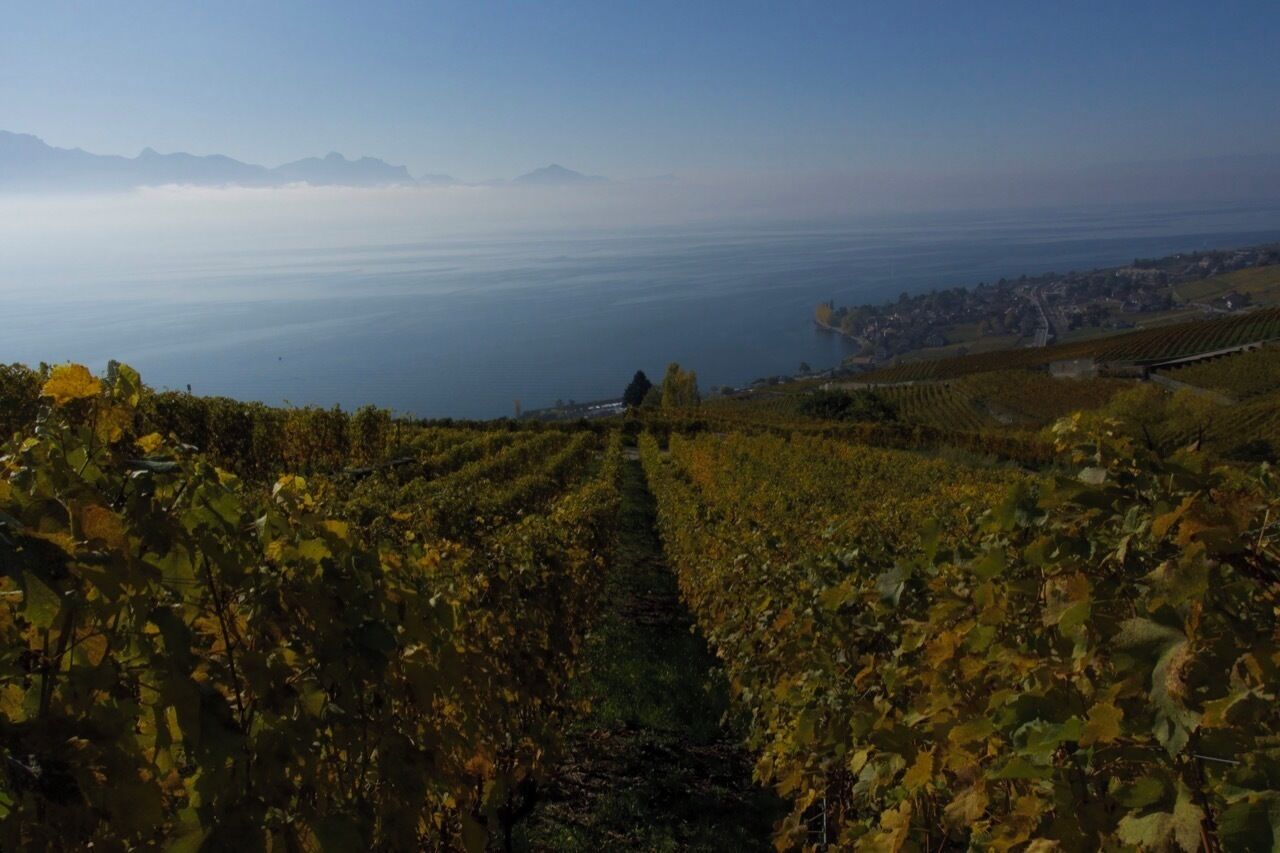 Vineyards displaying there best fall foliage to the mountains and the Geneva lake in beautiful Lavaux
#LifeatExpediaGroup
